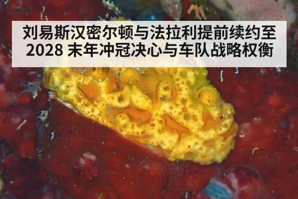 刘易斯汉密尔顿与法拉利提前续约至2028 末年冲冠决心与车队战略权衡